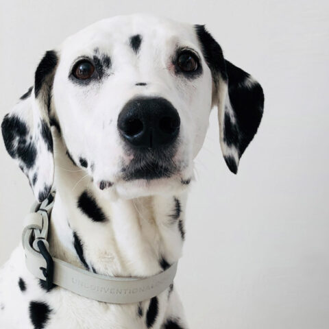 COLLARE IN CUOIO PER CANI