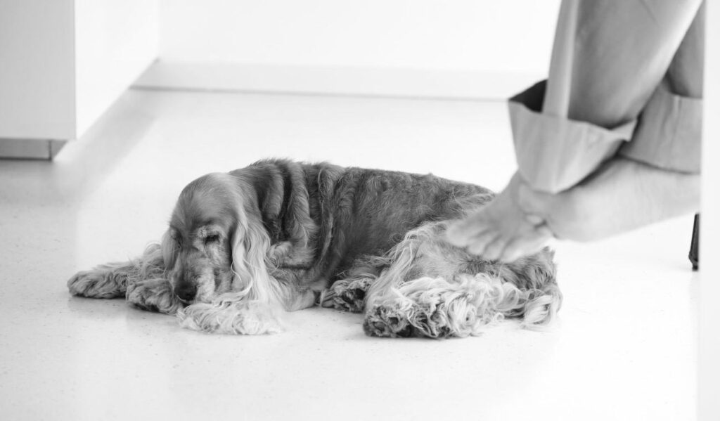 IL CANE E LA SUA MAESTRIA