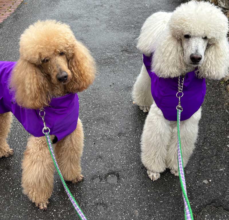 CANE-BARBONE-CON-LA-MANTELLA-PER-CANI
