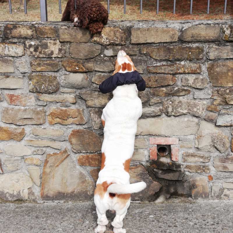 CANE-BASSETHOUND-CON-PROTEGGI-ORECCHIE-...