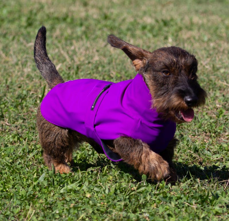 CANE-BASSOTTO-CON-MANTELLA-IMPERMEABILE-PER-CANI--VIOLA
