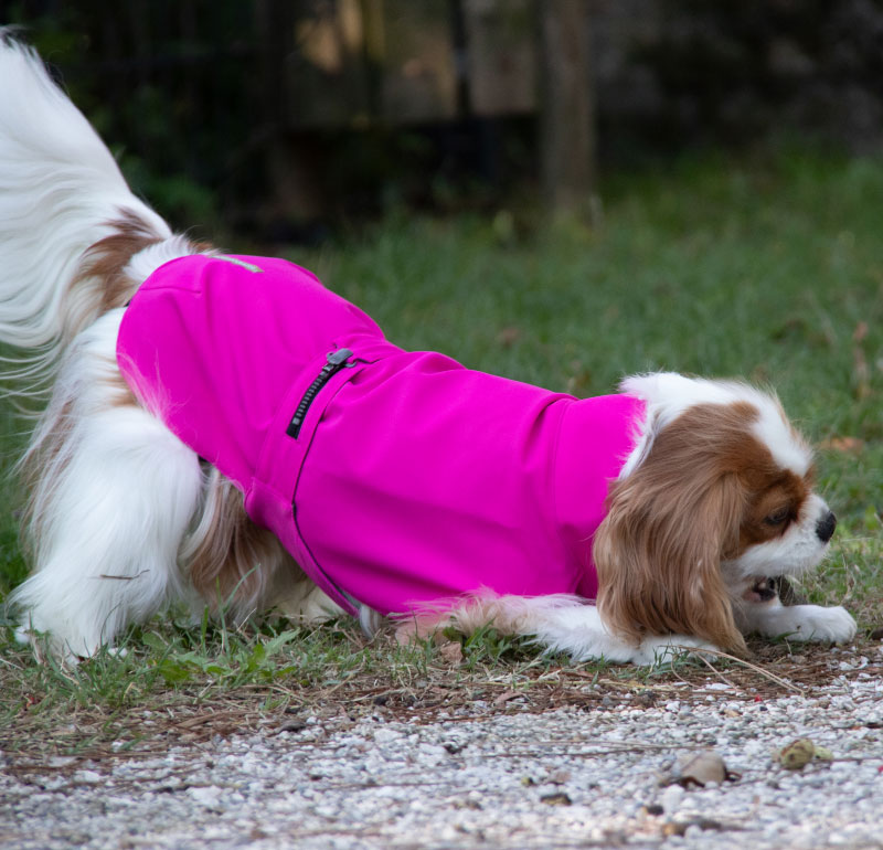 CANE-CAVALIER-KING-CON-MANTELLA-IMPERMEABILE-PER-CANI