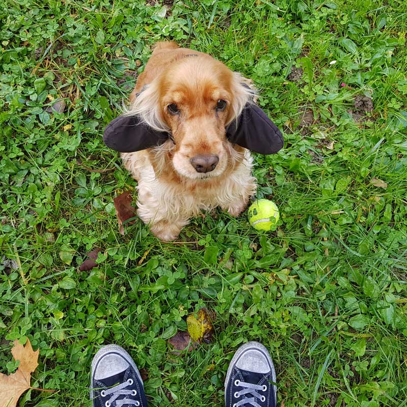 COCKER-CON-PROTEGGI-ORECCHIE-PER-CANI