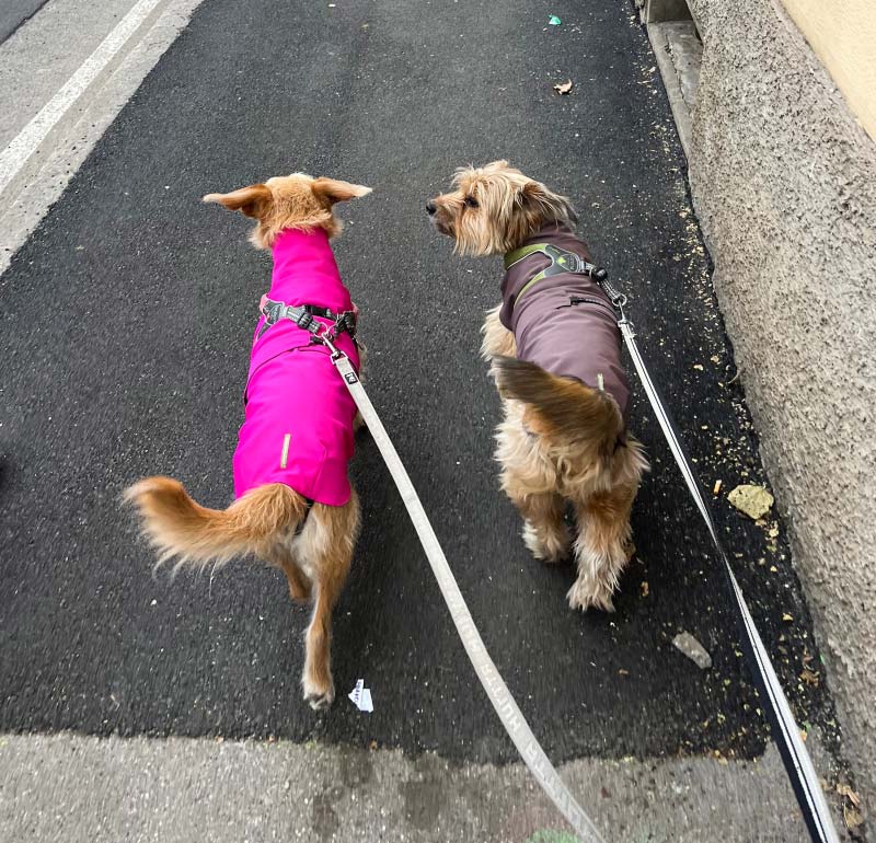 NUTELLA-E-BISCOTTO-INDOSSANO-L'IMPERMEABILE-PER-CANI